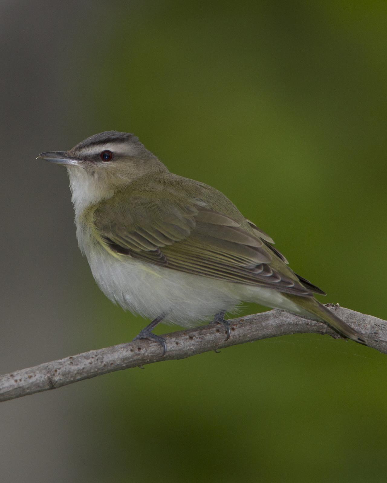 Red-eyed/Chivi Vireo Photo by Jeff Moore
