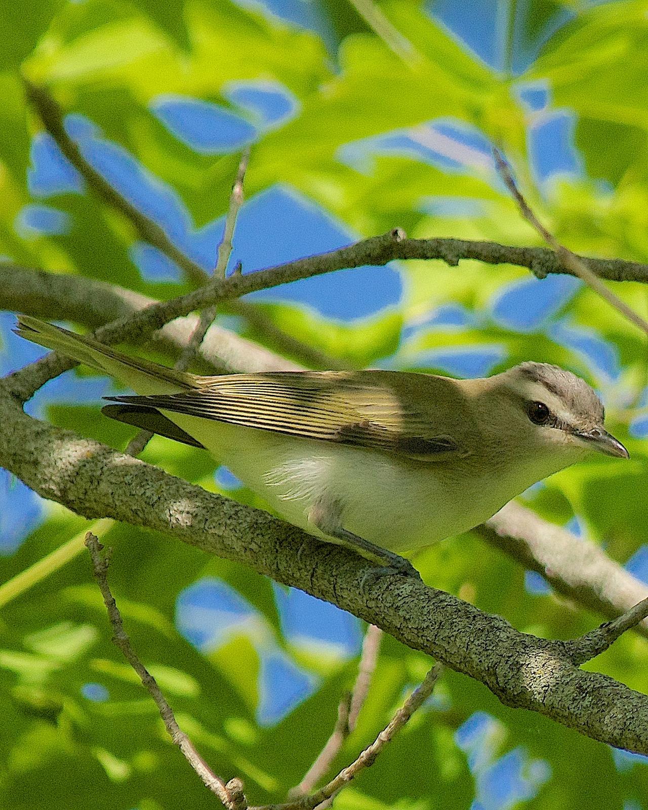 Red-eyed/Chivi Vireo Photo by Gerald Hoekstra