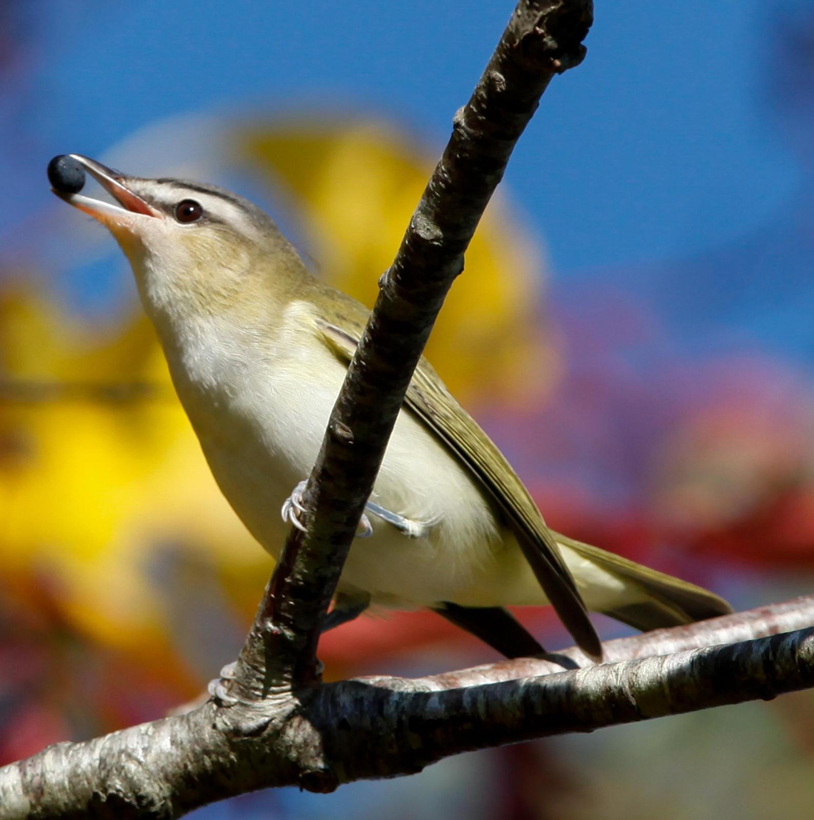 Red-eyed/Chivi Vireo Photo by Lucy Wightman
