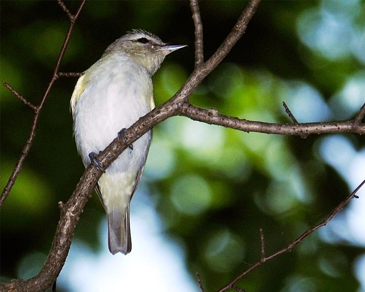 Red-eyed/Chivi Vireo Photo by Jean-Pierre LaBrèche