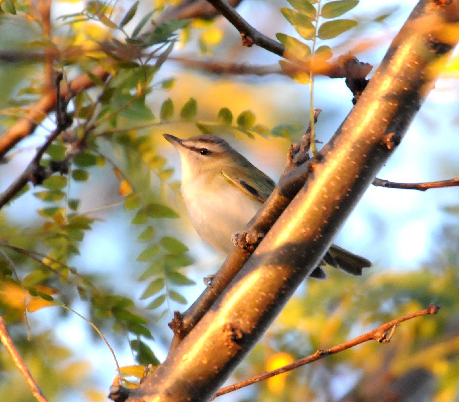 Red-eyed/Chivi Vireo Photo by Steven Mlodinow