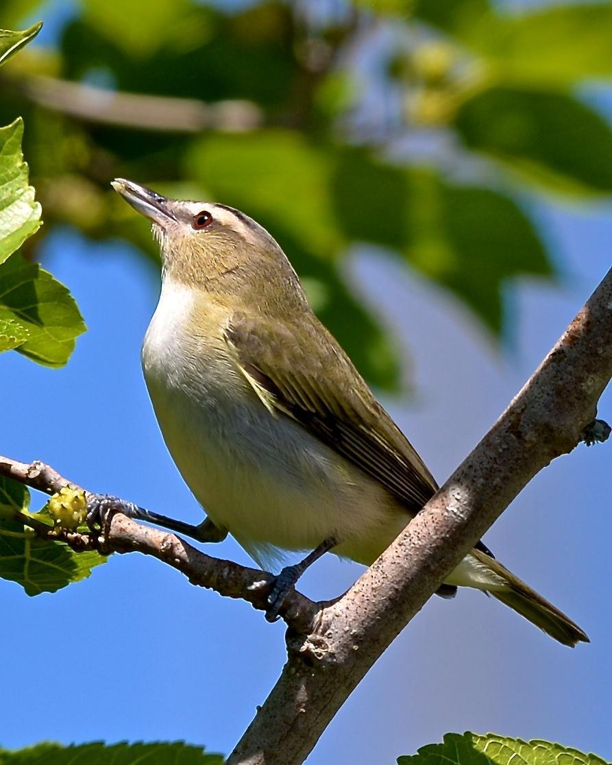Red-eyed Vireo Photo by Gerald Friesen
