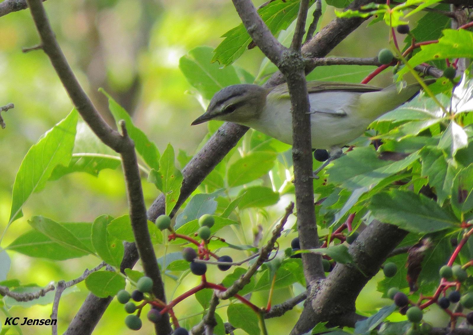 Red-eyed Vireo Photo by Kent Jensen