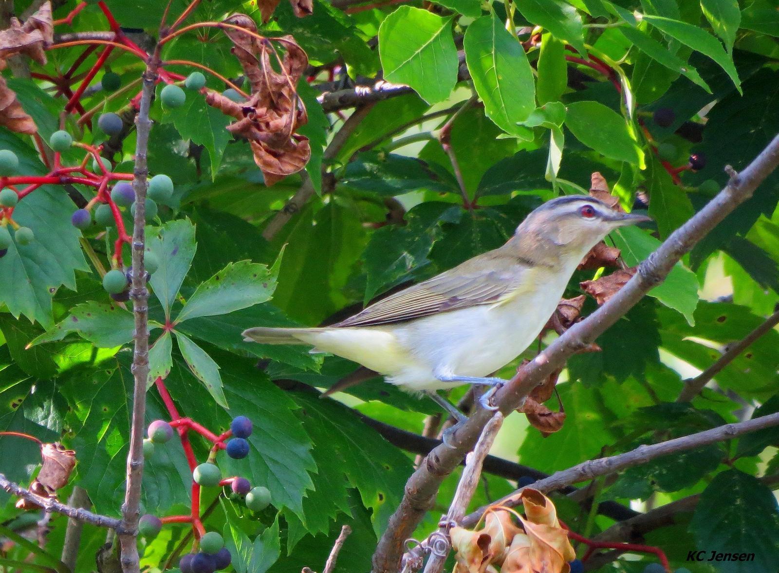 Red-eyed Vireo Photo by Kent Jensen