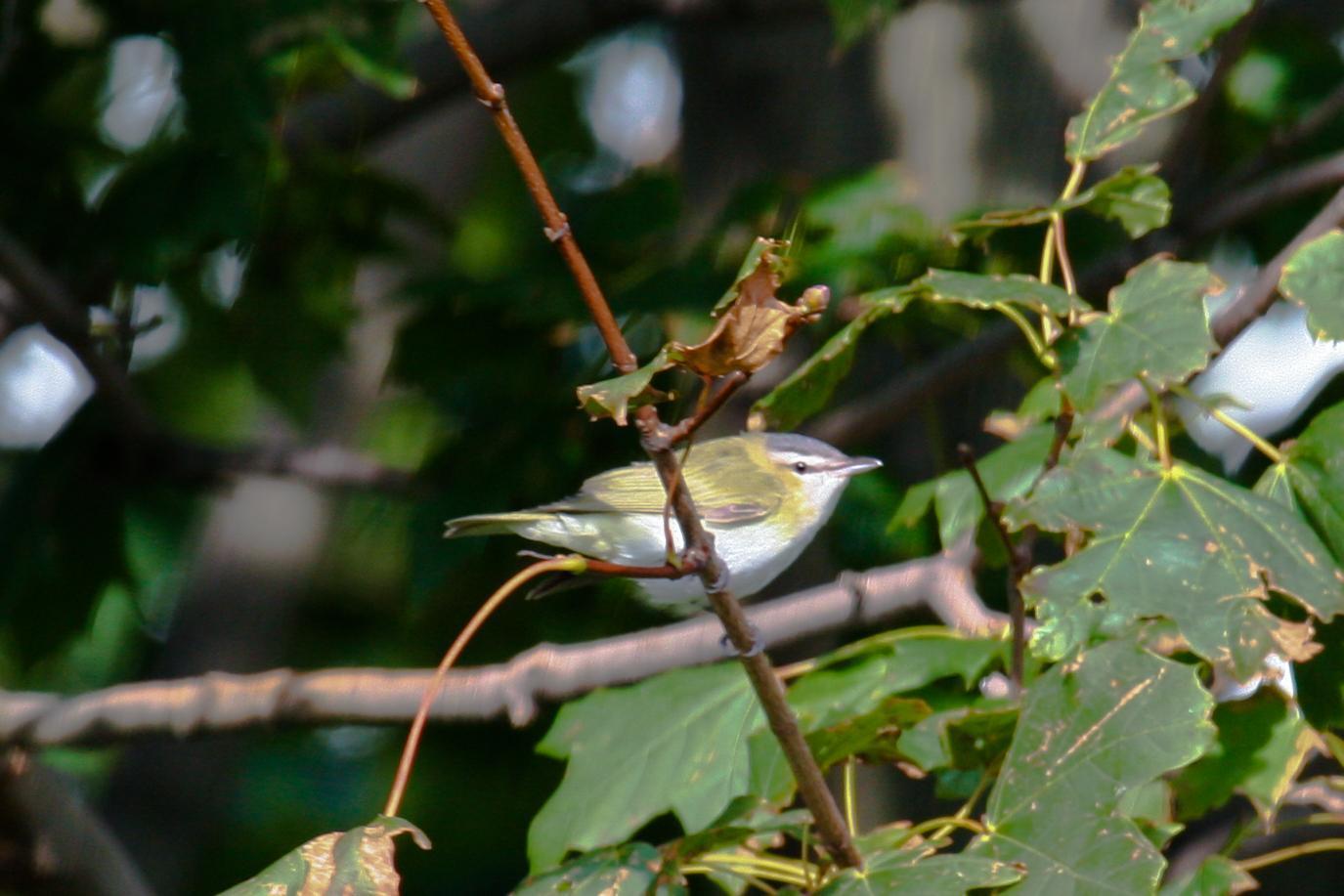 Red-eyed Vireo Photo by Roseanne CALECA