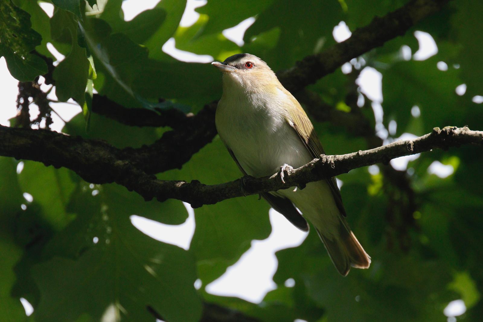 Red-eyed Vireo Photo by Emily Willoughby