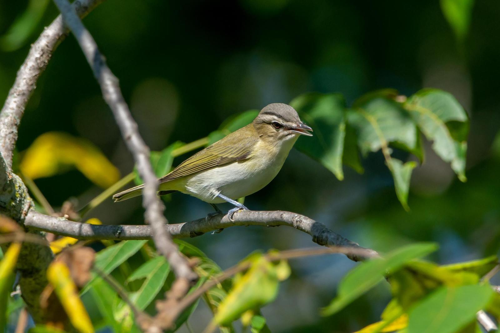 Red-eyed Vireo Photo by Gerald Hoekstra