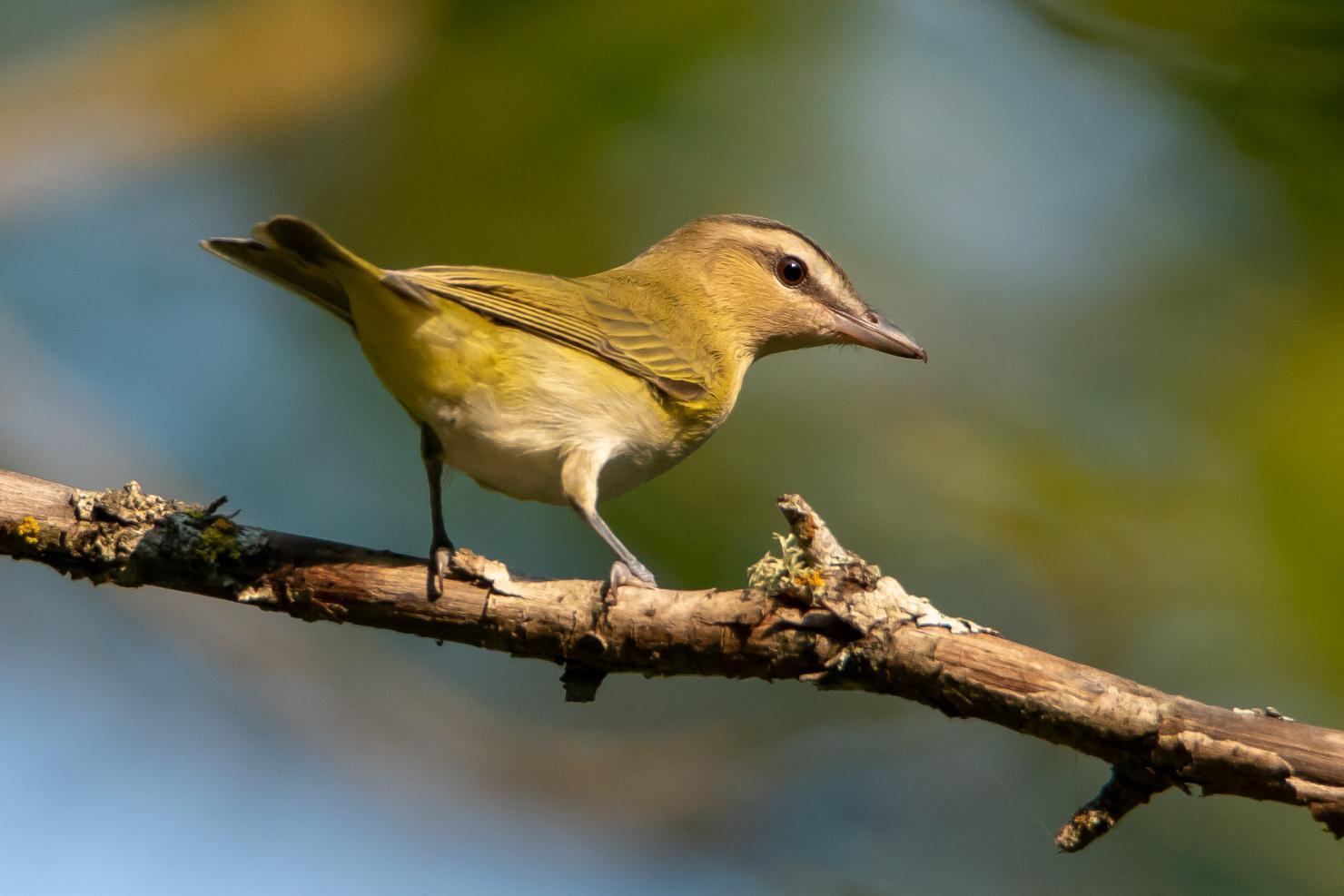 Red-eyed Vireo Photo by Gerald Hoekstra