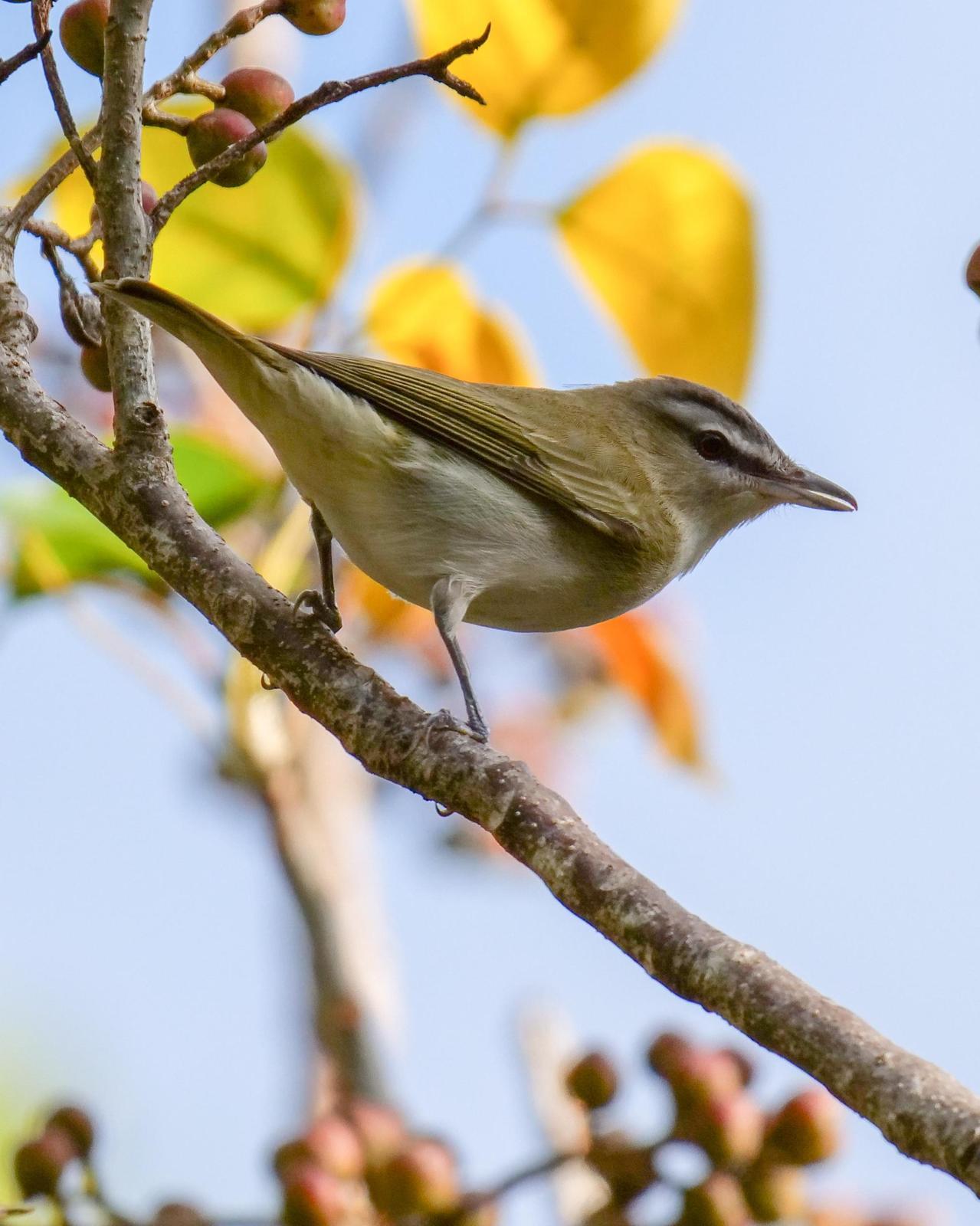 Red-eyed Vireo Photo by Steve Percival