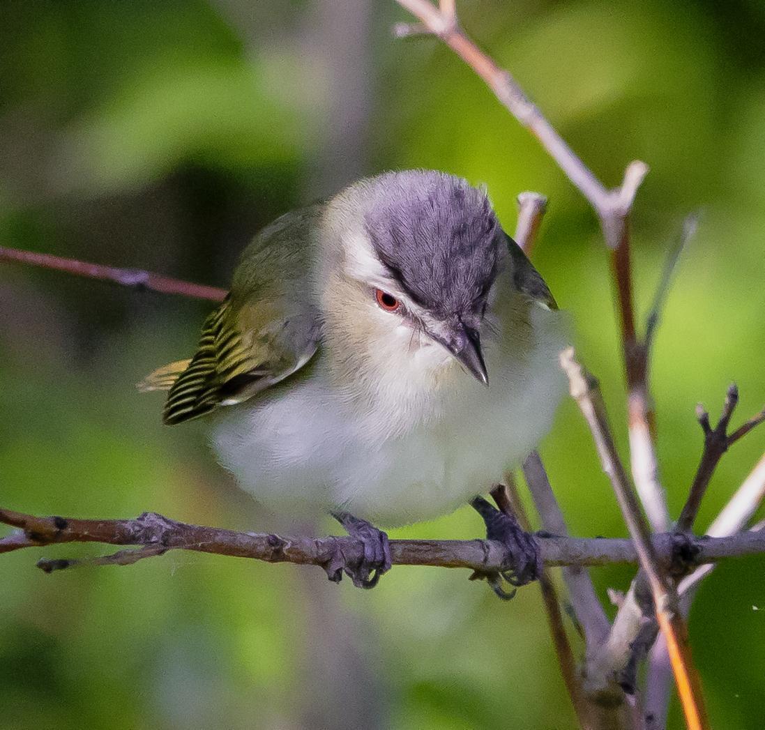 Red-eyed Vireo Photo by Tom Gannon