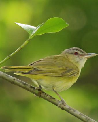 Yellow-green Vireo Photo by Rene Valdes