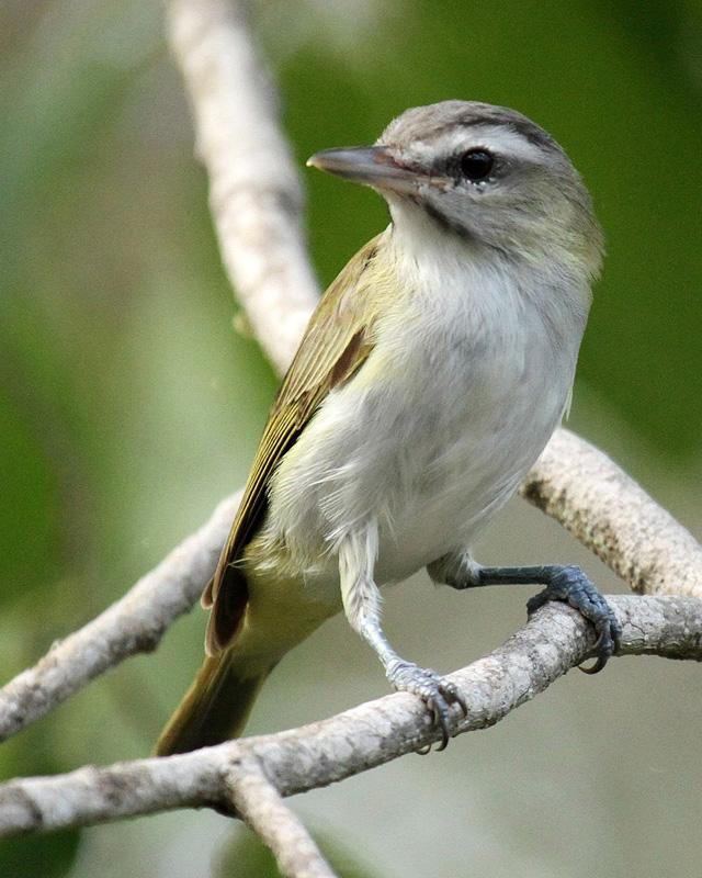 Black-whiskered Vireo Photo by Cathy Sheeter