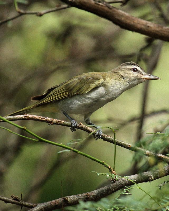 Black-whiskered Vireo Photo by Cathy Sheeter