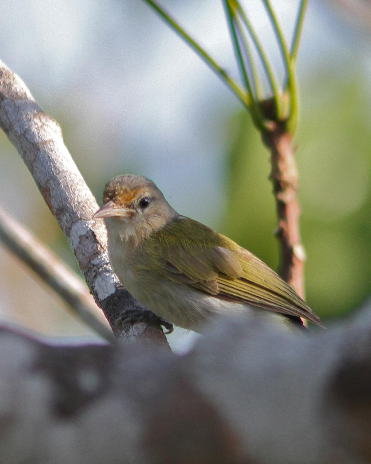 Buff-cheeked Greenlet Photo by Marcelo Padua