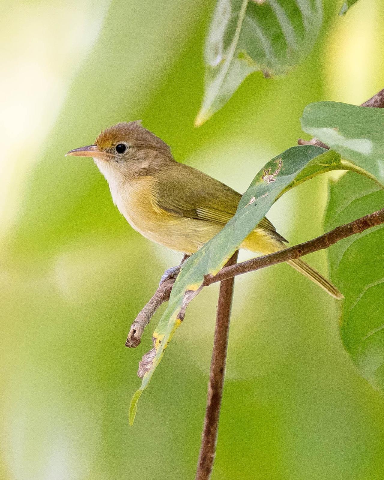 Golden-fronted Greenlet Photo by Denis Rivard