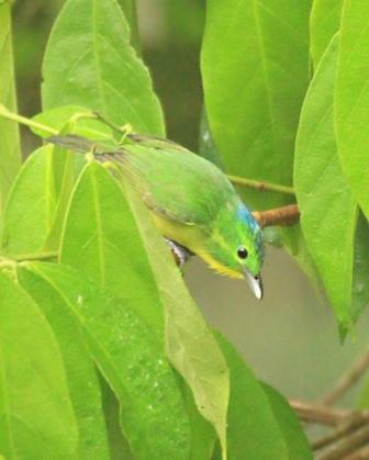 Green Shrike-Vireo Photo by Rene Valdes