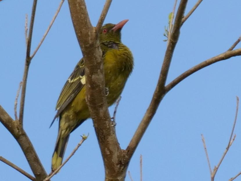 Green Oriole Photo by Peter Lowe
