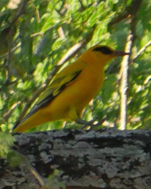 African Golden Oriole Photo by Peter Lowe