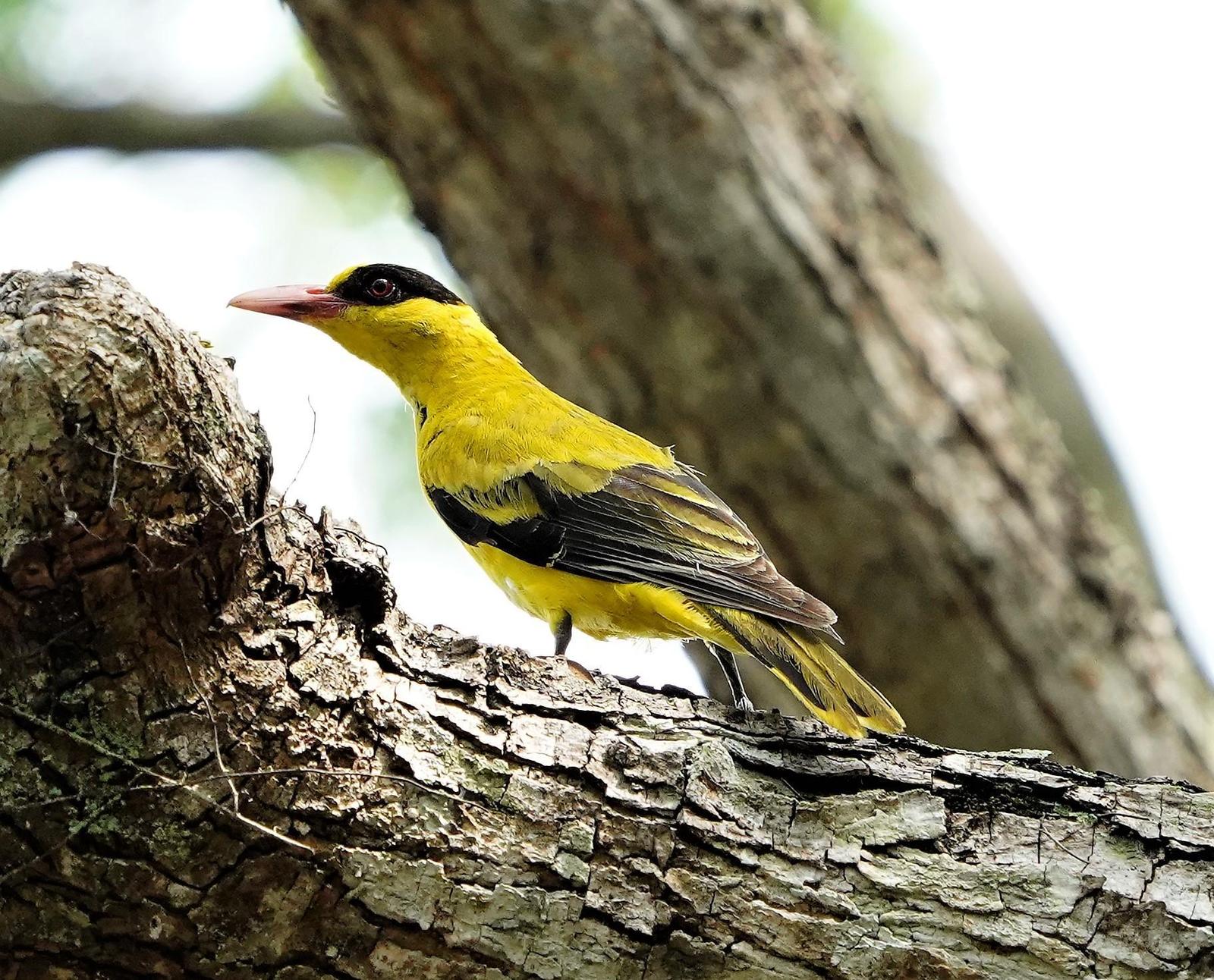 Black-naped Oriole Photo by Steven Cheong