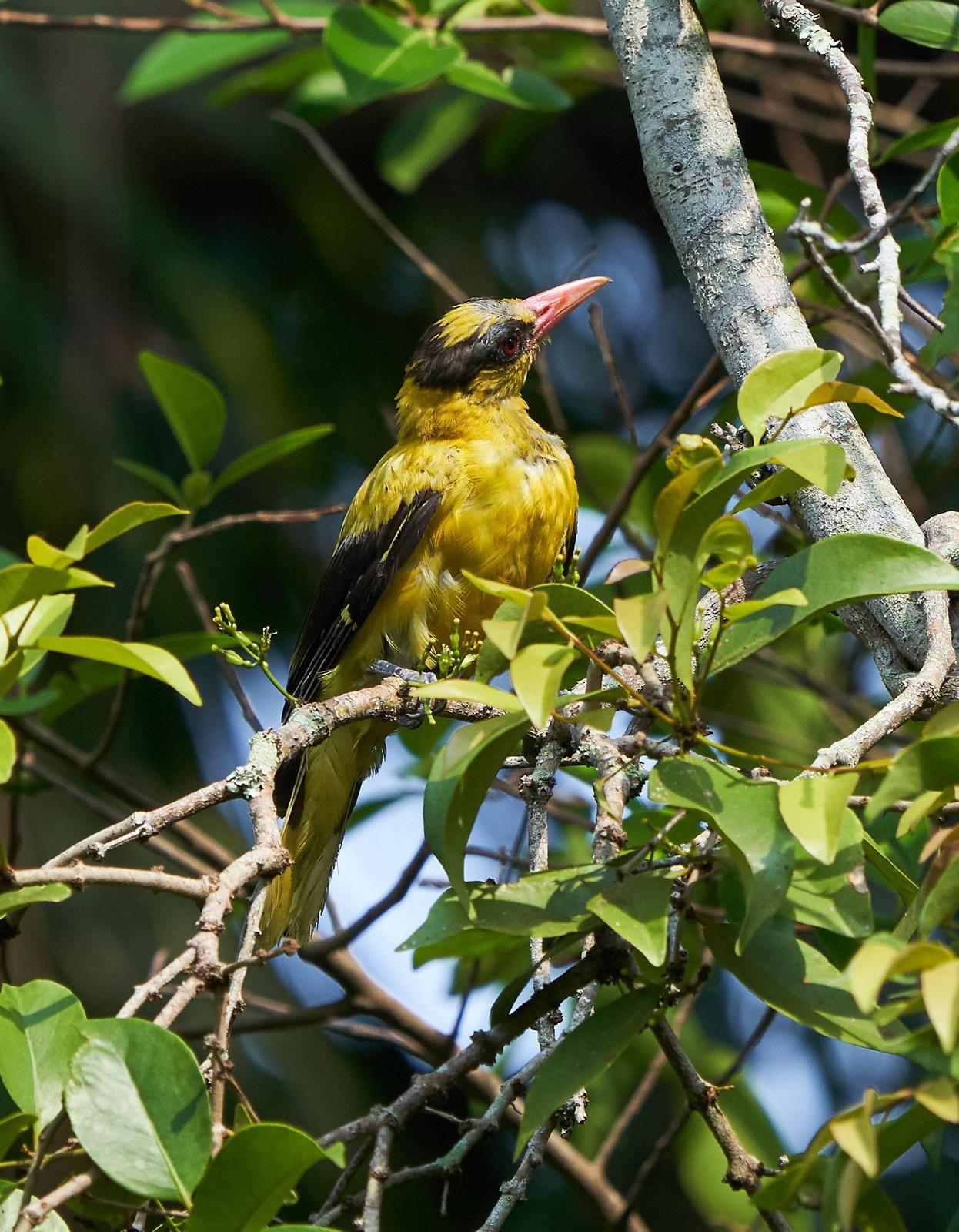 Black-naped Oriole Photo by Steven Cheong