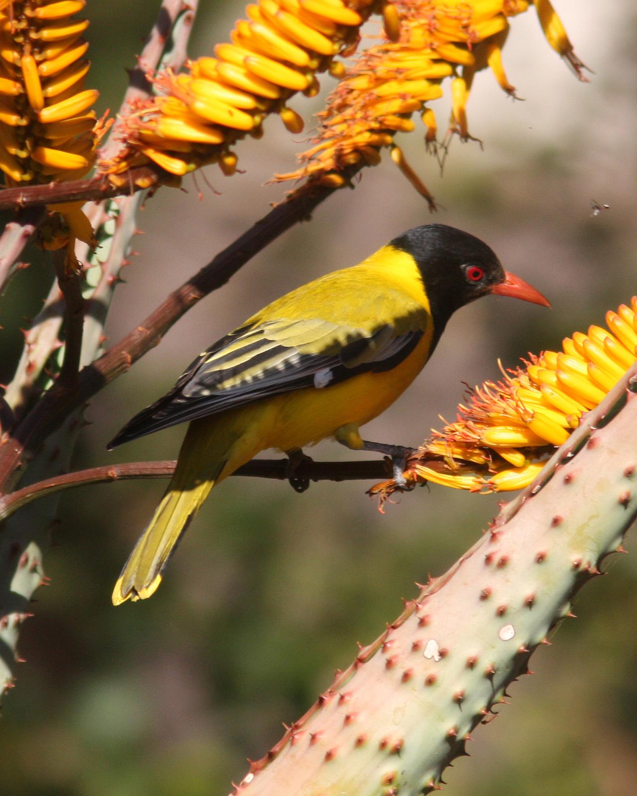 African Black-headed Oriole Photo by Henk Baptist