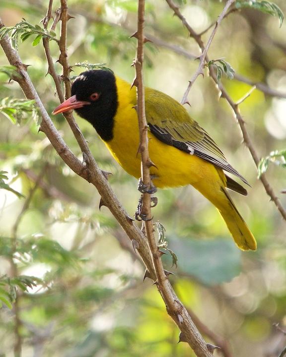 African Black-headed Oriole Photo by Denis Rivard