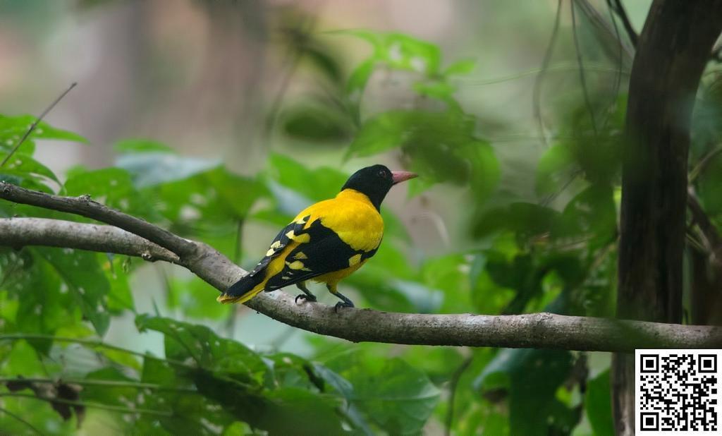 Black-hooded Oriole Photo by Mihir Joshi
