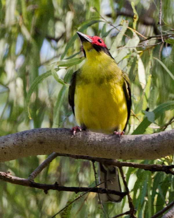 Australasian Figbird Photo by Bob Hasenick