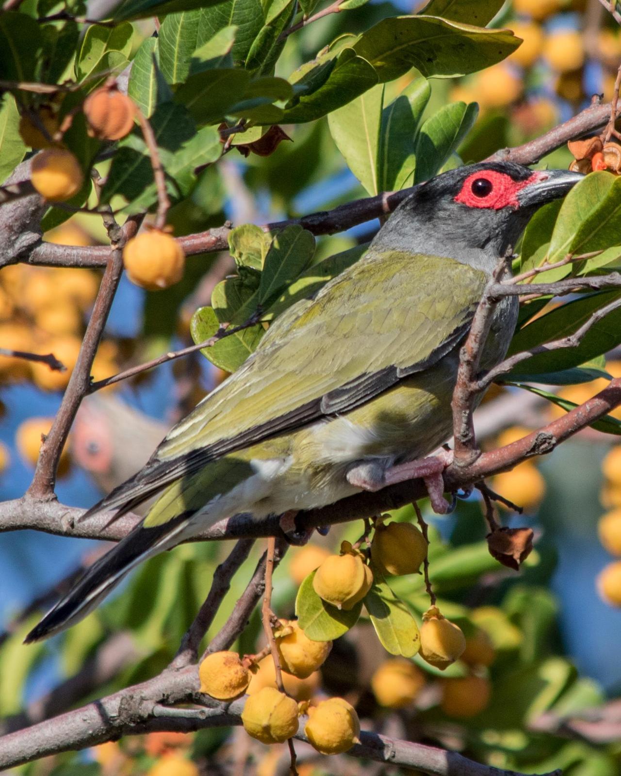 Australasian Figbird Photo by Mark Baldwin