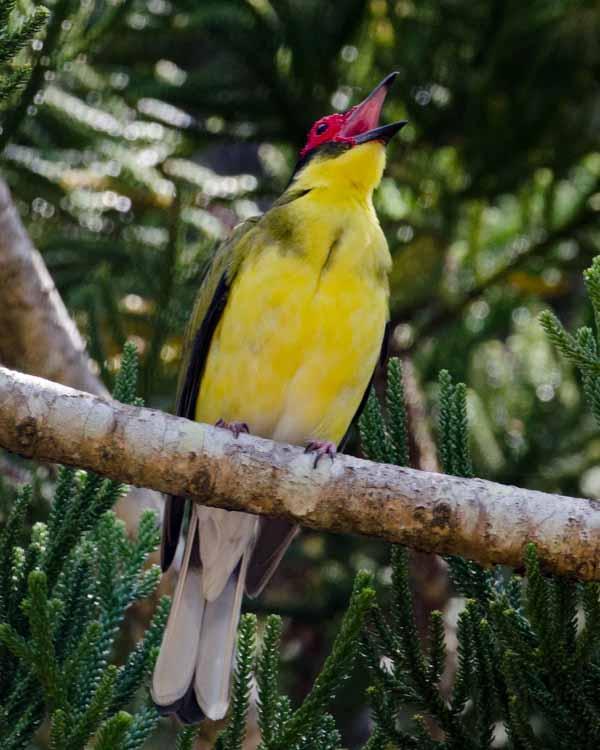 Australasian Figbird Photo by Bob Hasenick