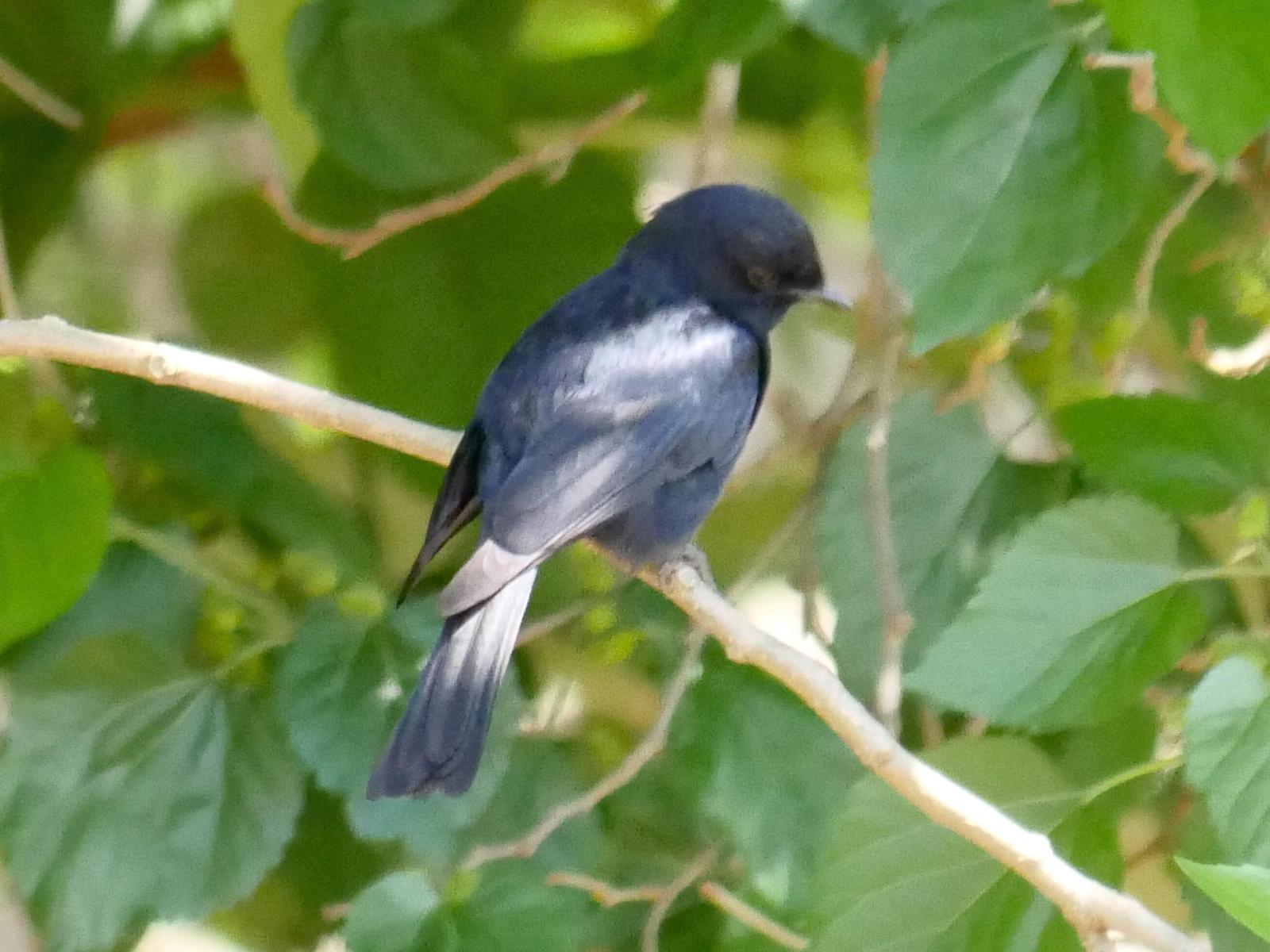 square-tailed drongo sp. Photo by Peter Lowe