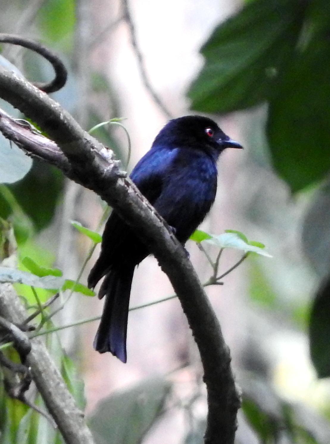 square-tailed drongo sp. Photo by Todd A. Watkins