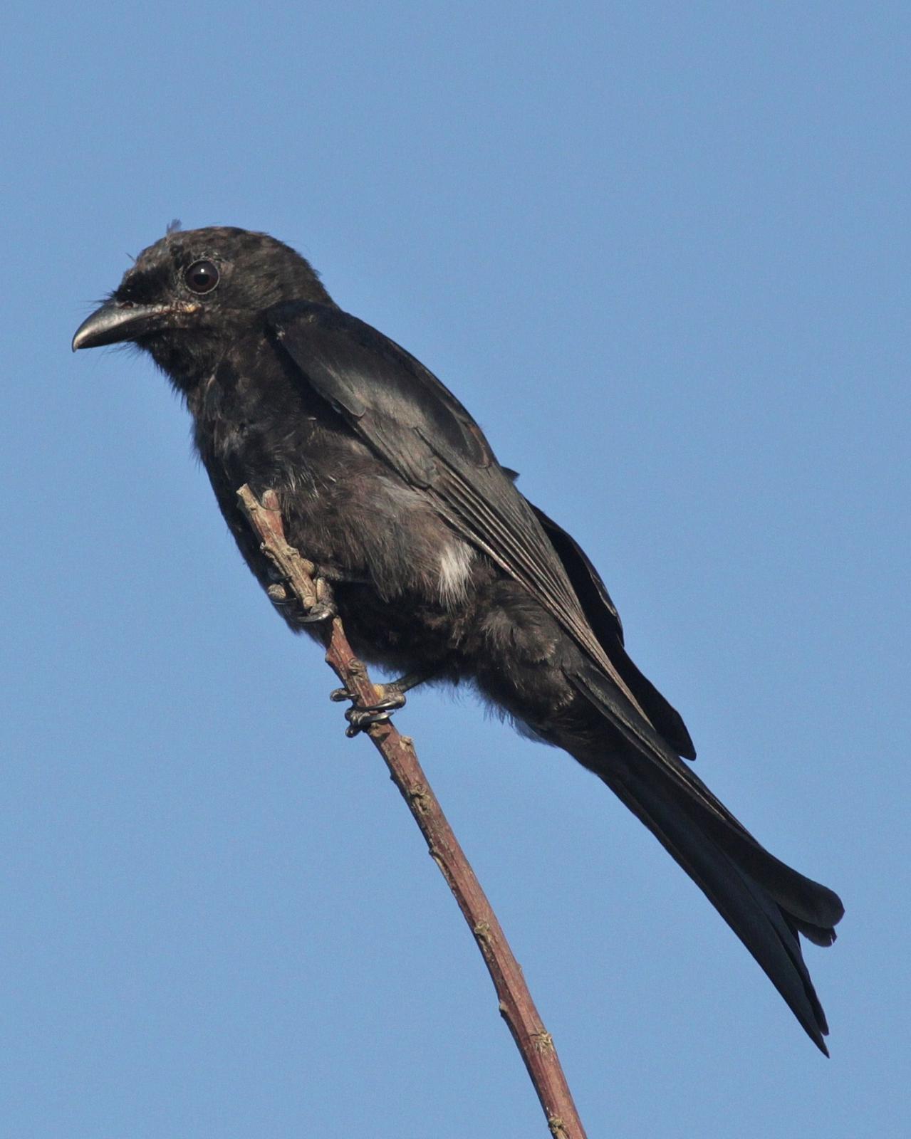 Fork-tailed/Glossy-backed Drongo Photo by Alex Lamoreaux