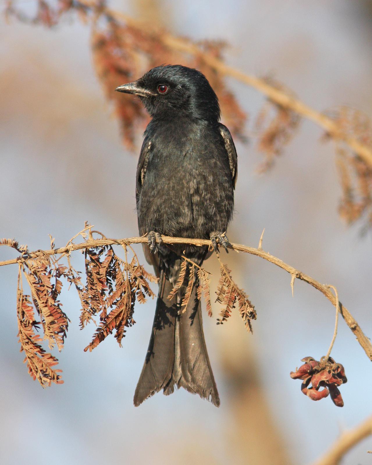 Fork-tailed/Glossy-backed Drongo Photo by Henk Baptist