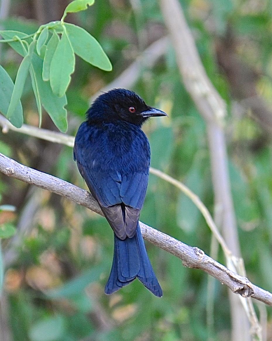 Fork-tailed/Glossy-backed Drongo Photo by Gerald Friesen