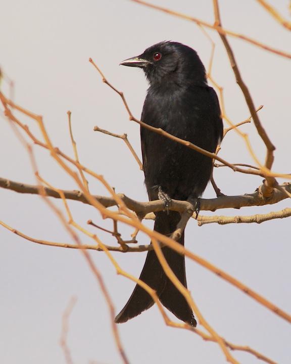 Fork-tailed/Glossy-backed Drongo Photo by Denis Rivard
