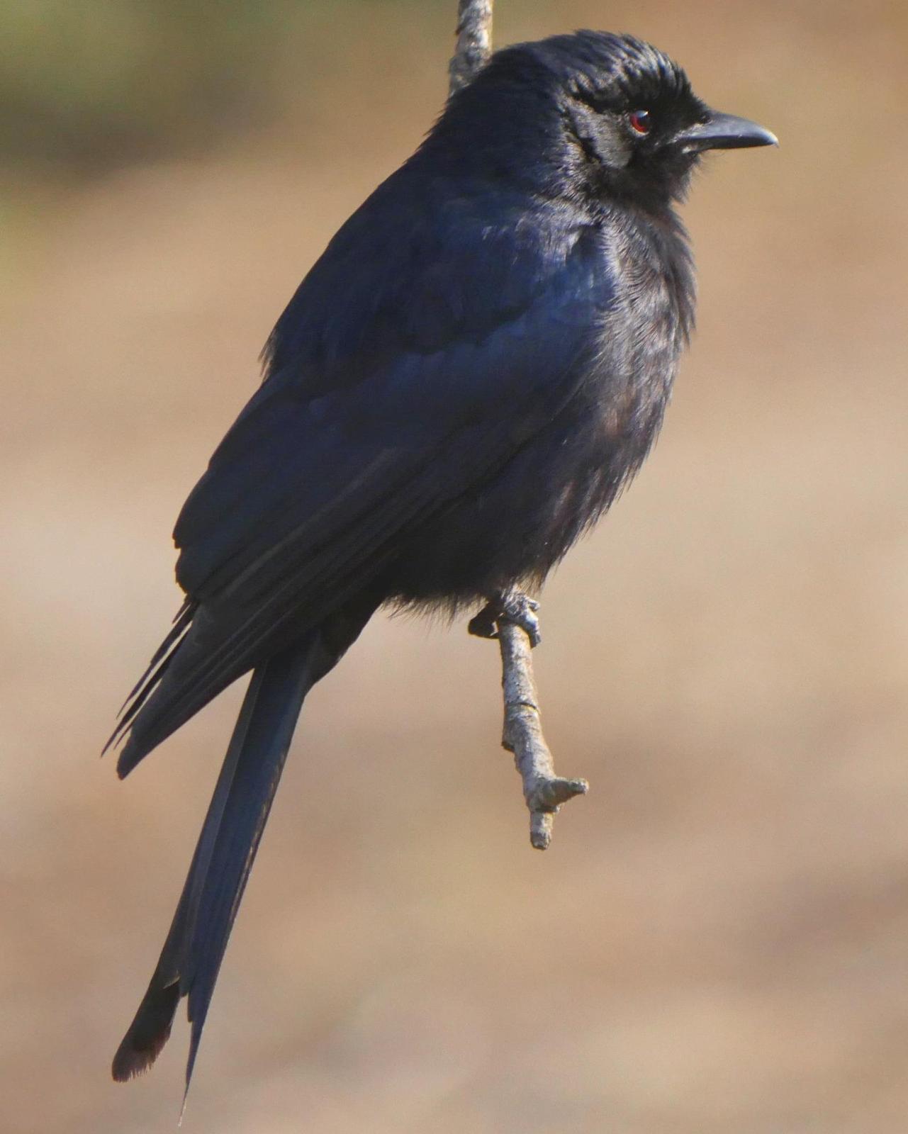 Fork-tailed/Glossy-backed Drongo Photo by Peter Lowe
