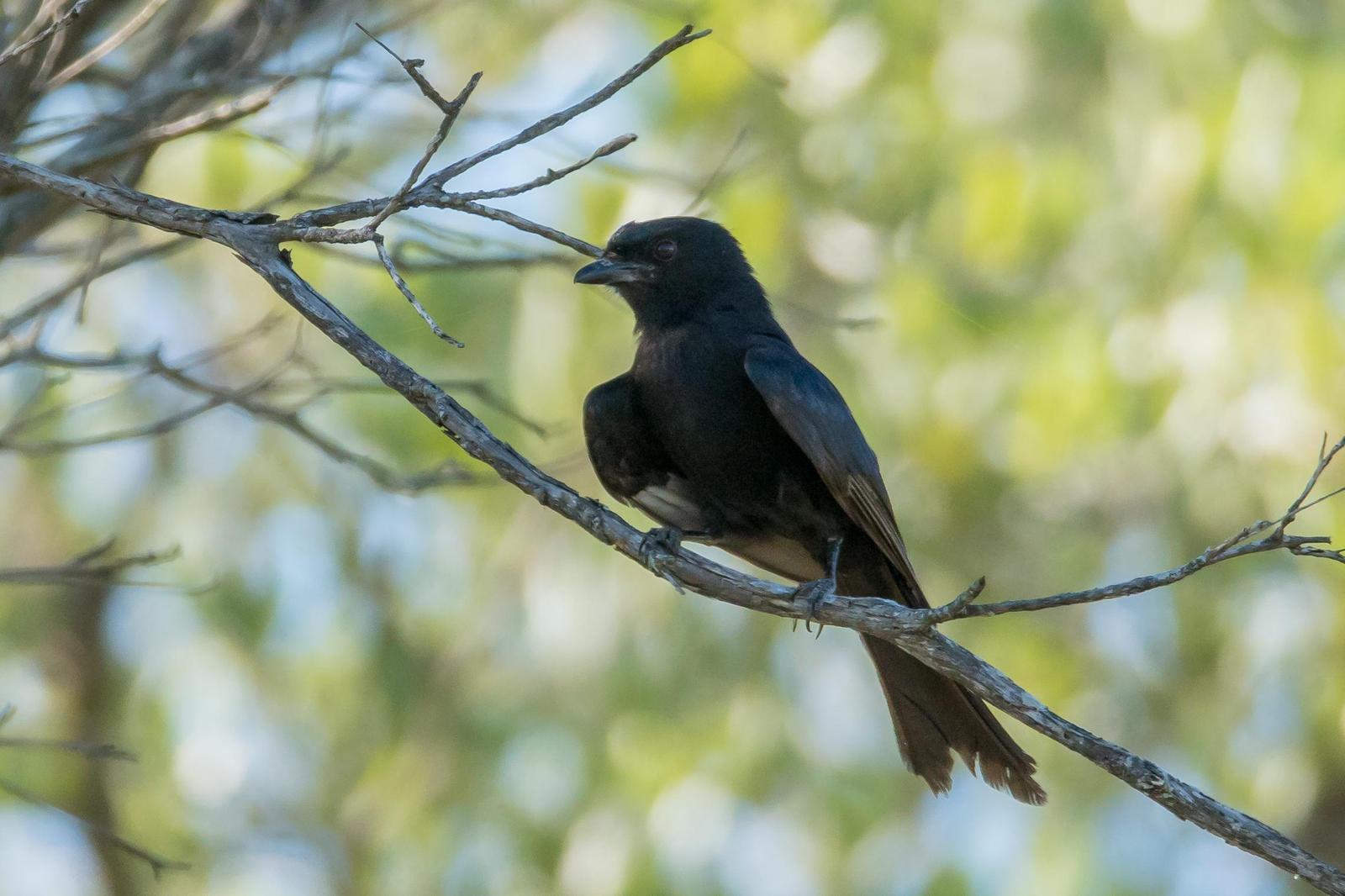 Fork-tailed/Glossy-backed Drongo Photo by Gerald Hoekstra