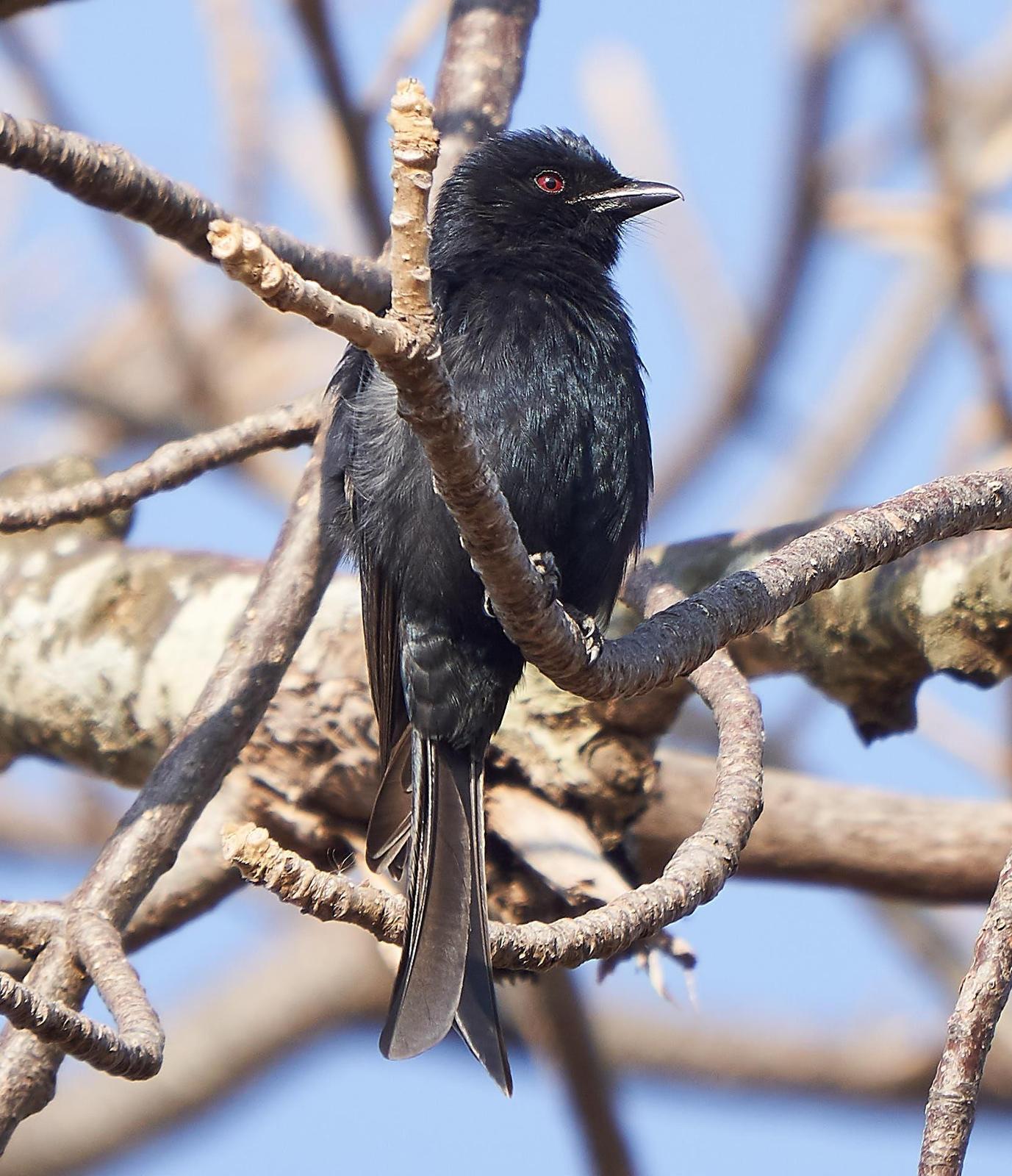 Fork-tailed/Glossy-backed Drongo Photo by Steven Cheong