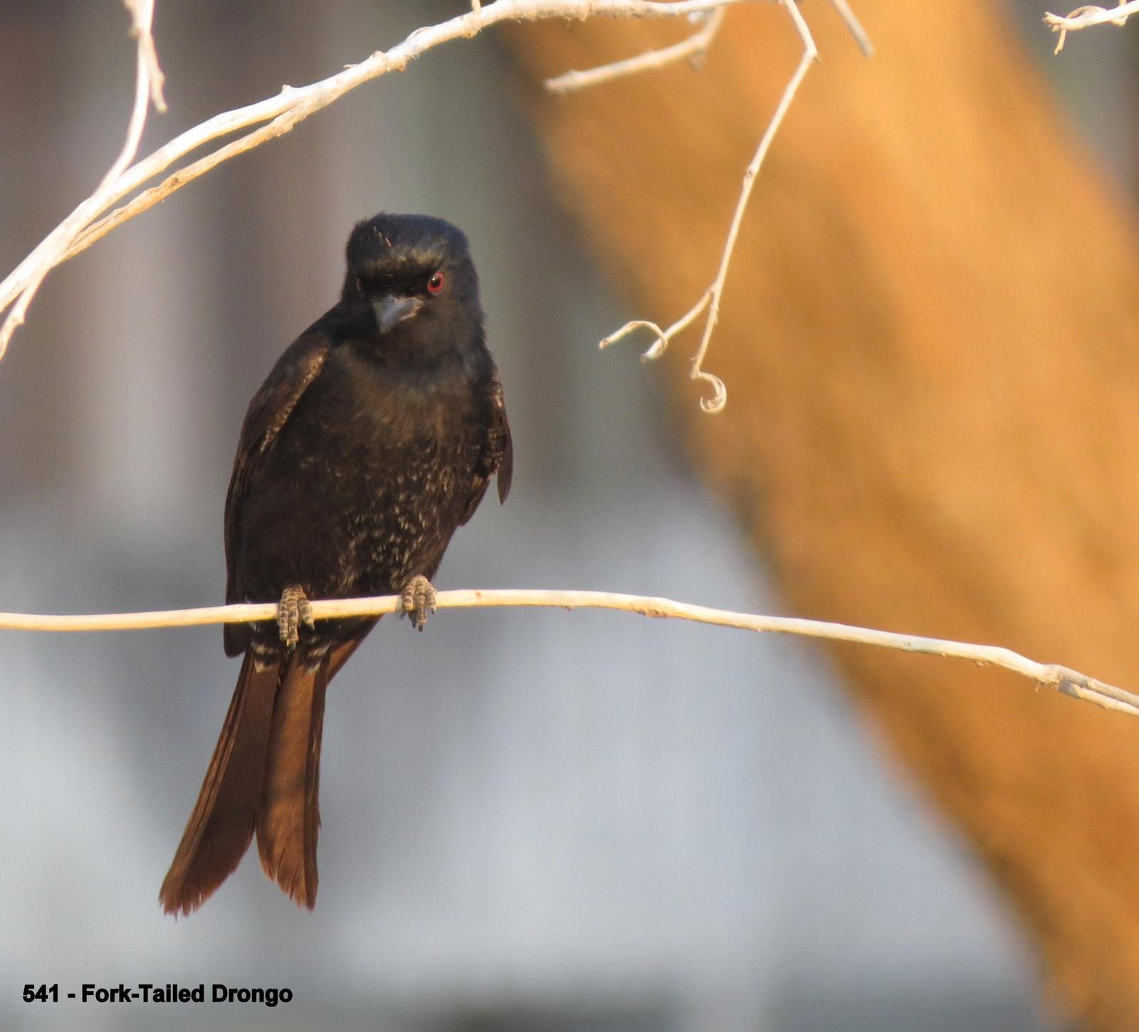 Fork-tailed/Glossy-backed Drongo Photo by Richard  Lowe