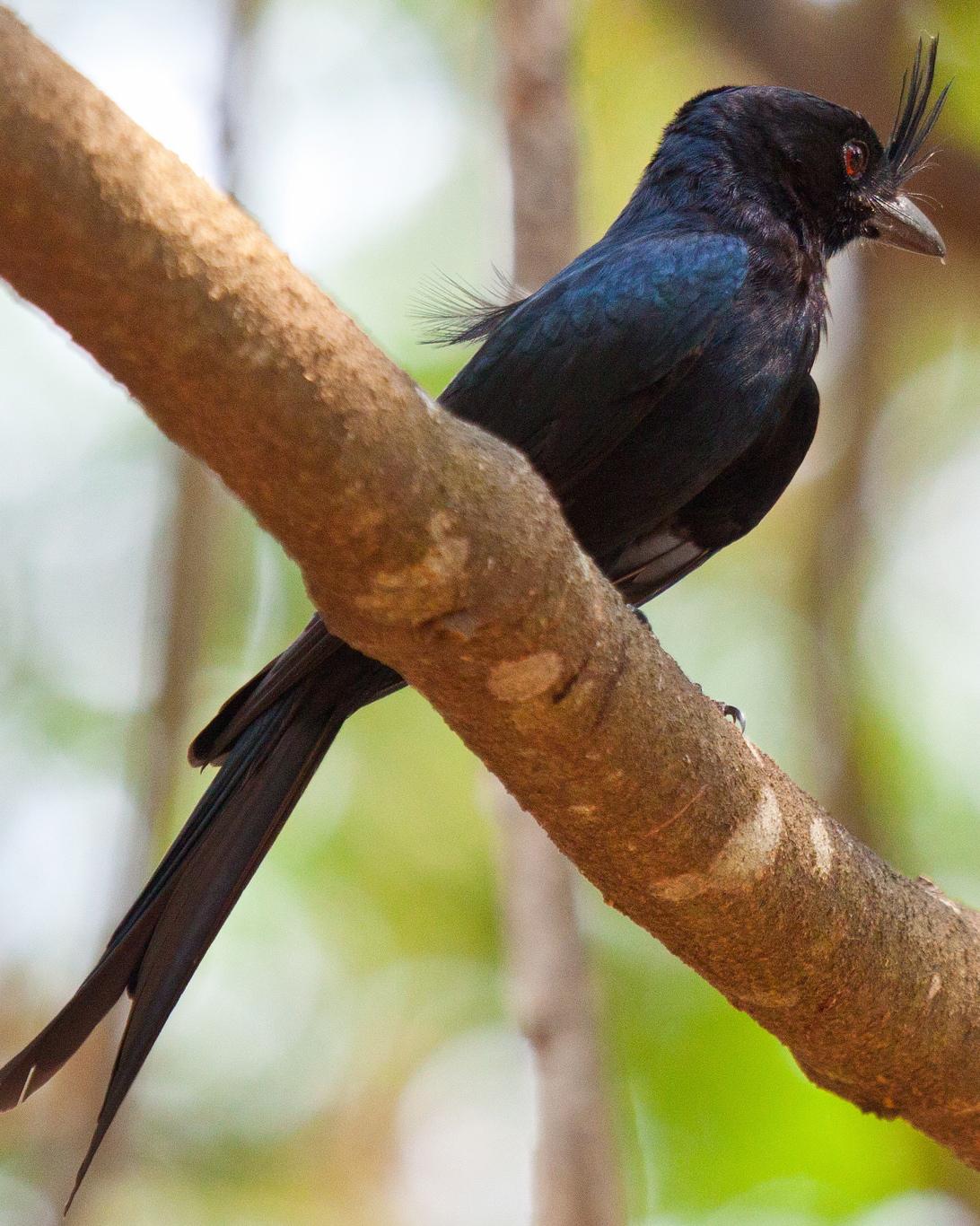 Crested Drongo Photo by Sue Wright