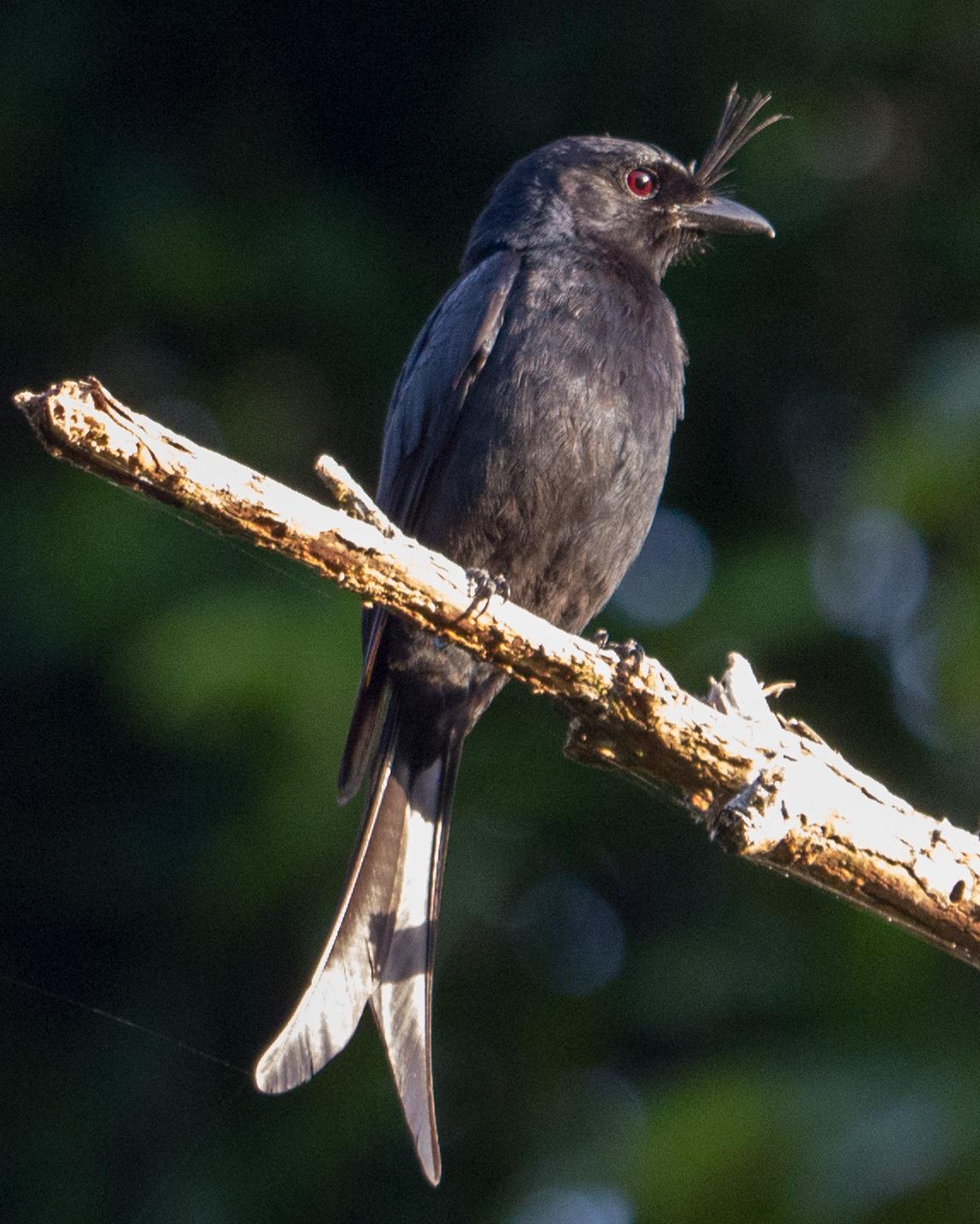 Crested Drongo Photo by Randy Siebert