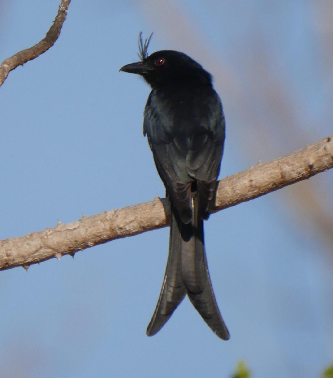 Crested Drongo Photo by Peter Lowe