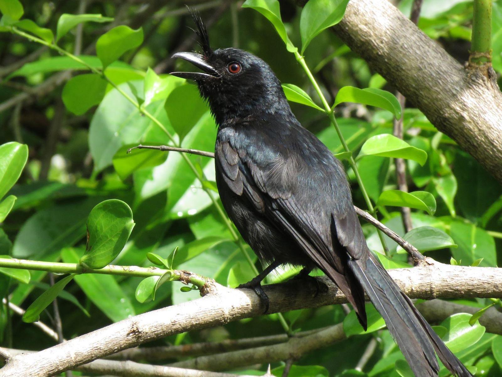 Crested Drongo Photo by Cyndee Pelt