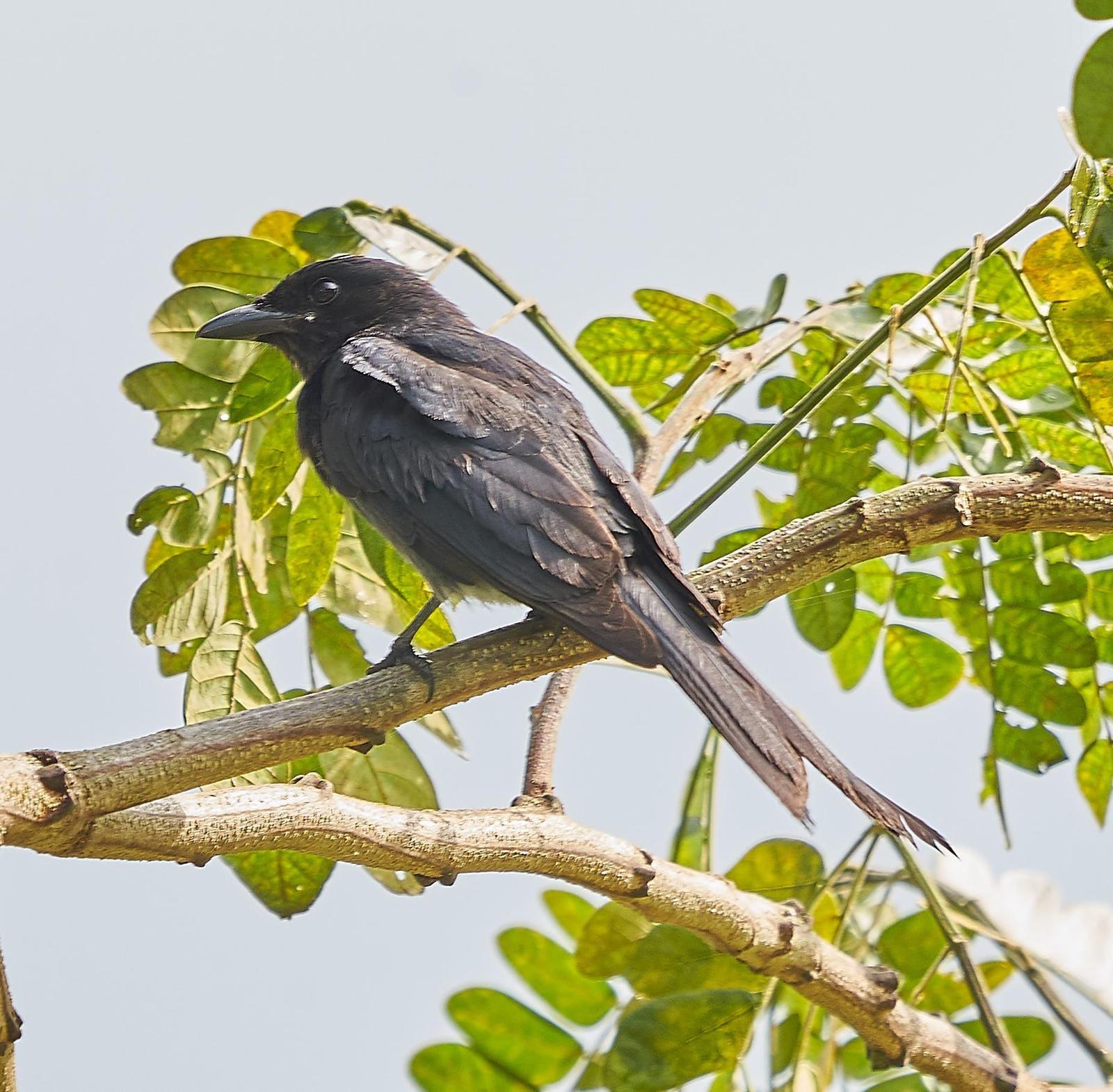 Black Drongo Photo by Steven Cheong