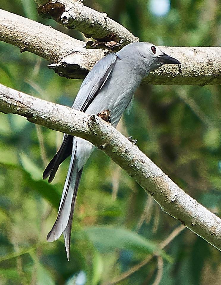 Ashy Drongo Photo by Steven Cheong