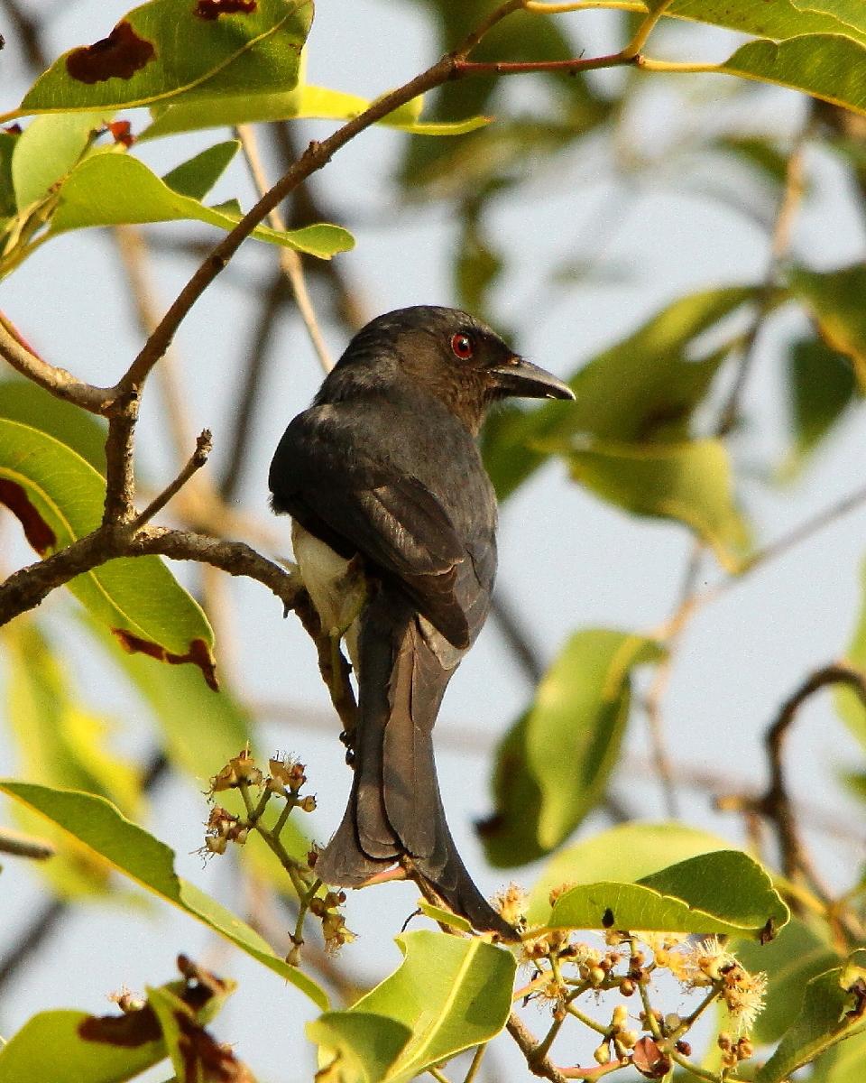 White-bellied Drongo Photo by Chris Lansdell