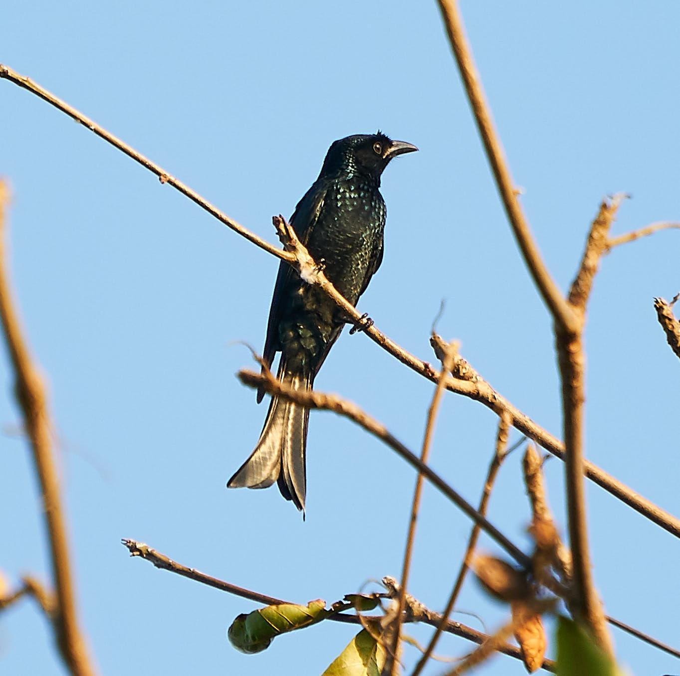Crow-billed Drongo Photo by Steven Cheong