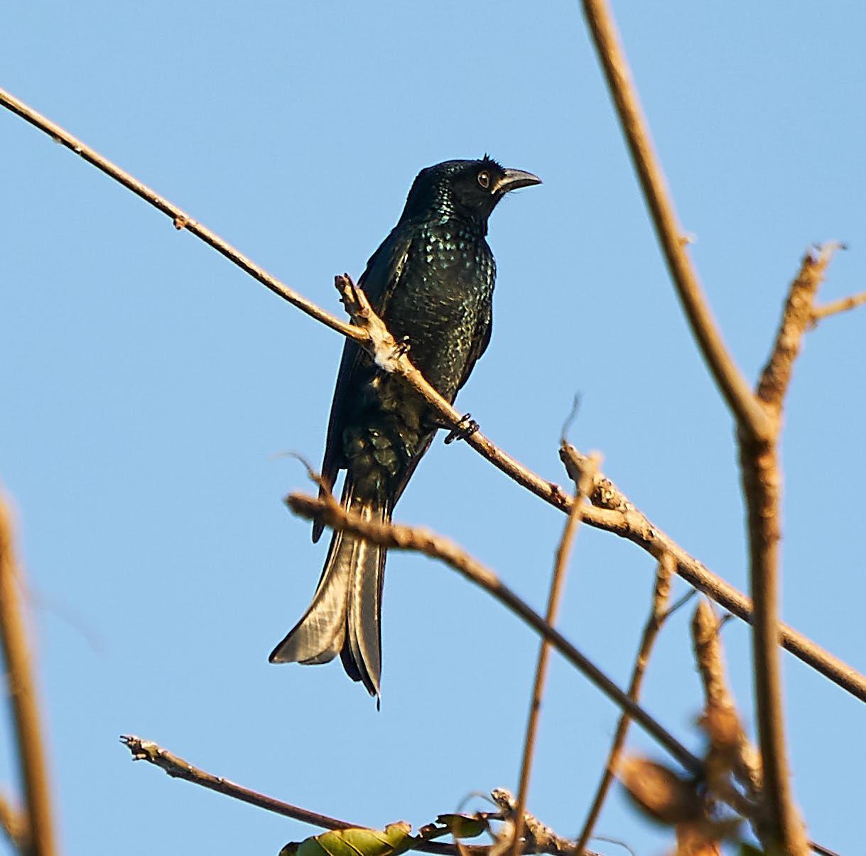 Crow-billed Drongo Photo by Steven Cheong