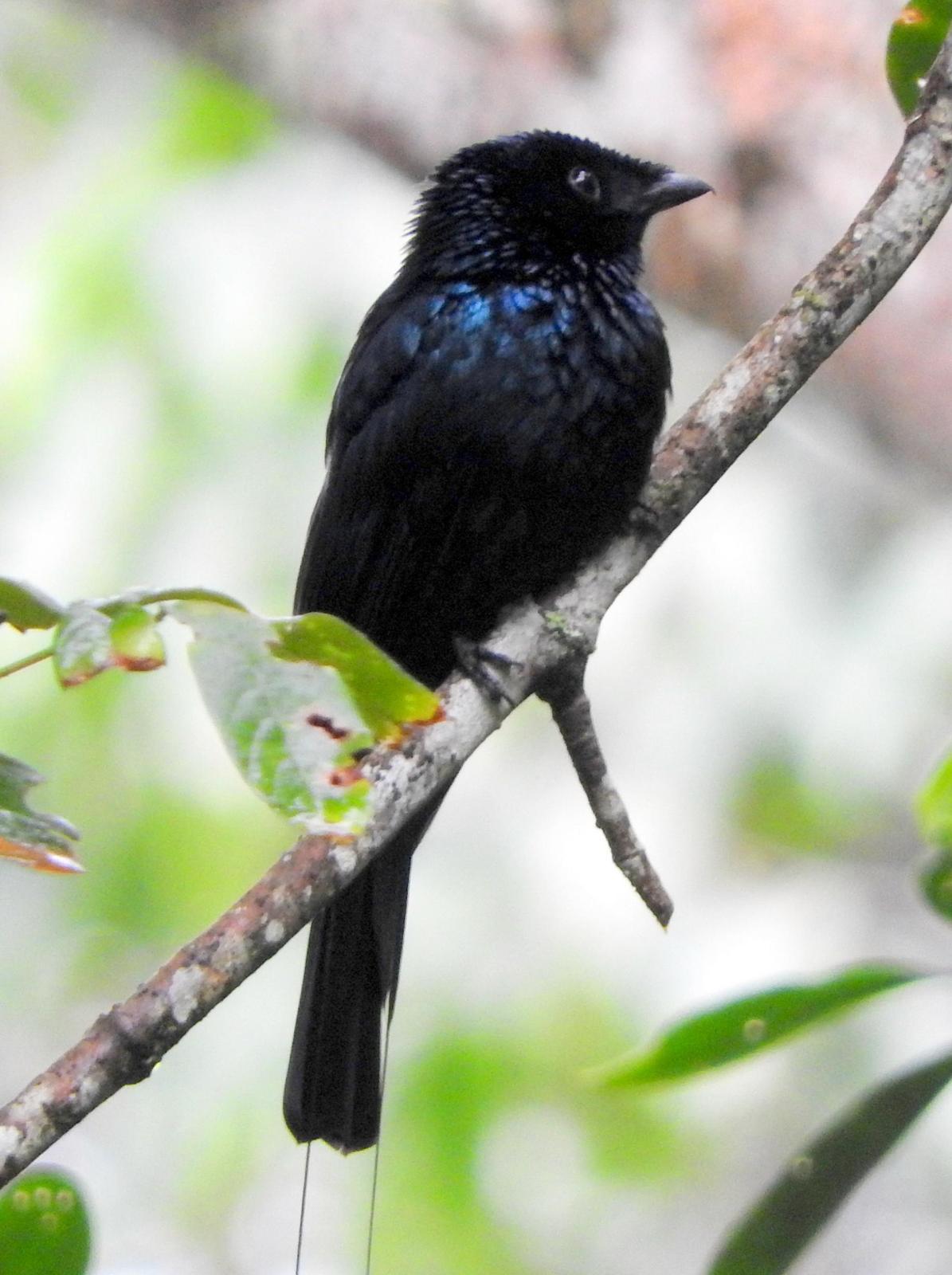 Lesser Racket-tailed Drongo Photo by Todd A. Watkins